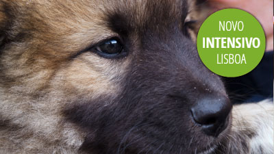 Auxiliar de Veterinária (curso intensivo em Lisboa) Auxiliar de Veterinária (curso intensivo em Lisboa)