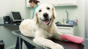 Auxiliar de Fisioterapia e Reabilitação Animal