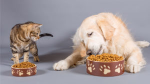 nutrição e alimentação animal