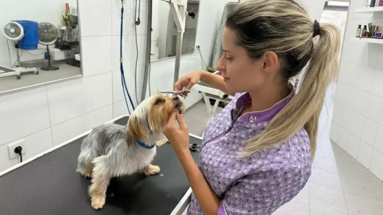 Tosquia e Grooming