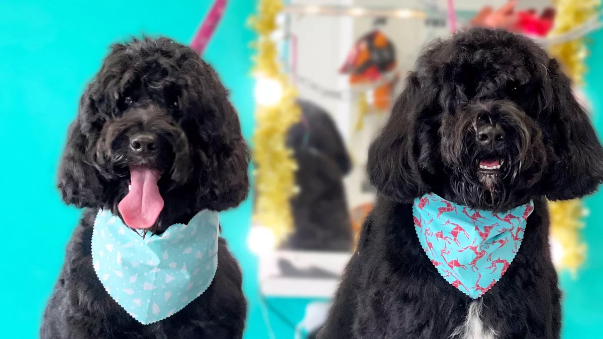 Tosquia e Grooming na Urban Pets