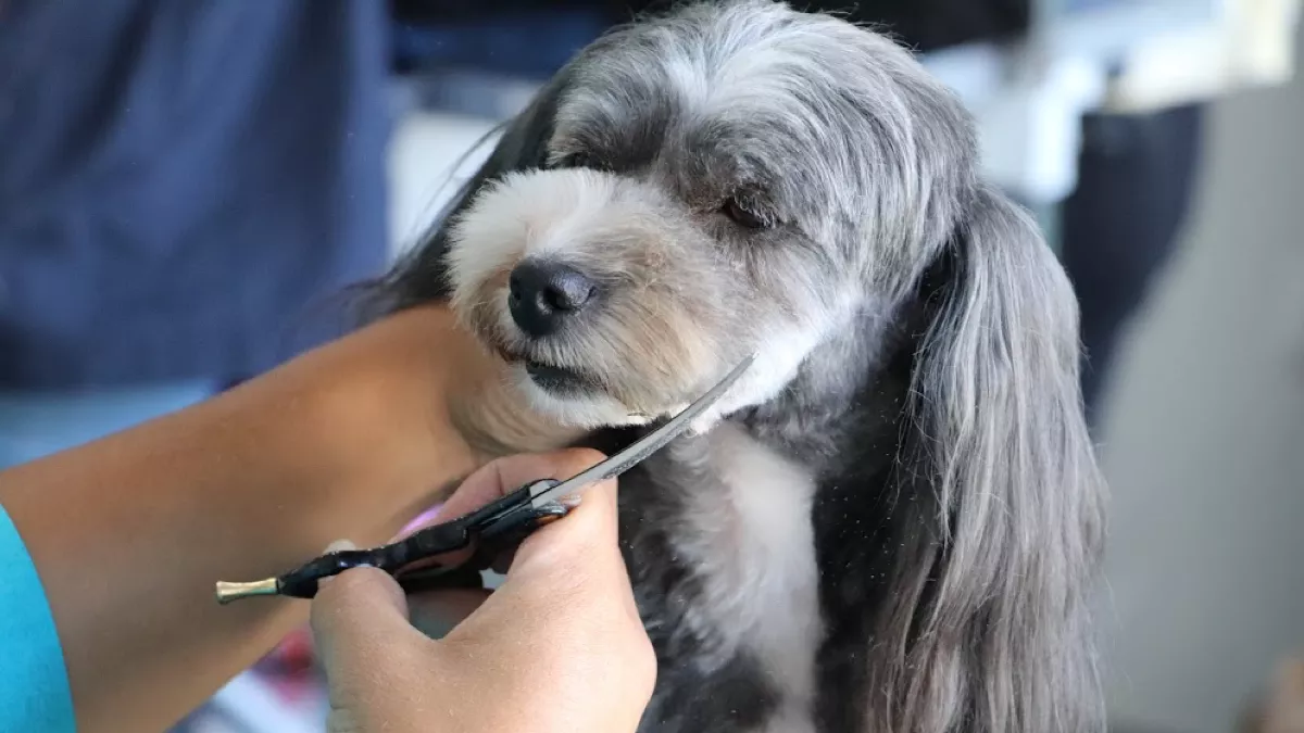 Tosquia e Grooming na Urban Pets